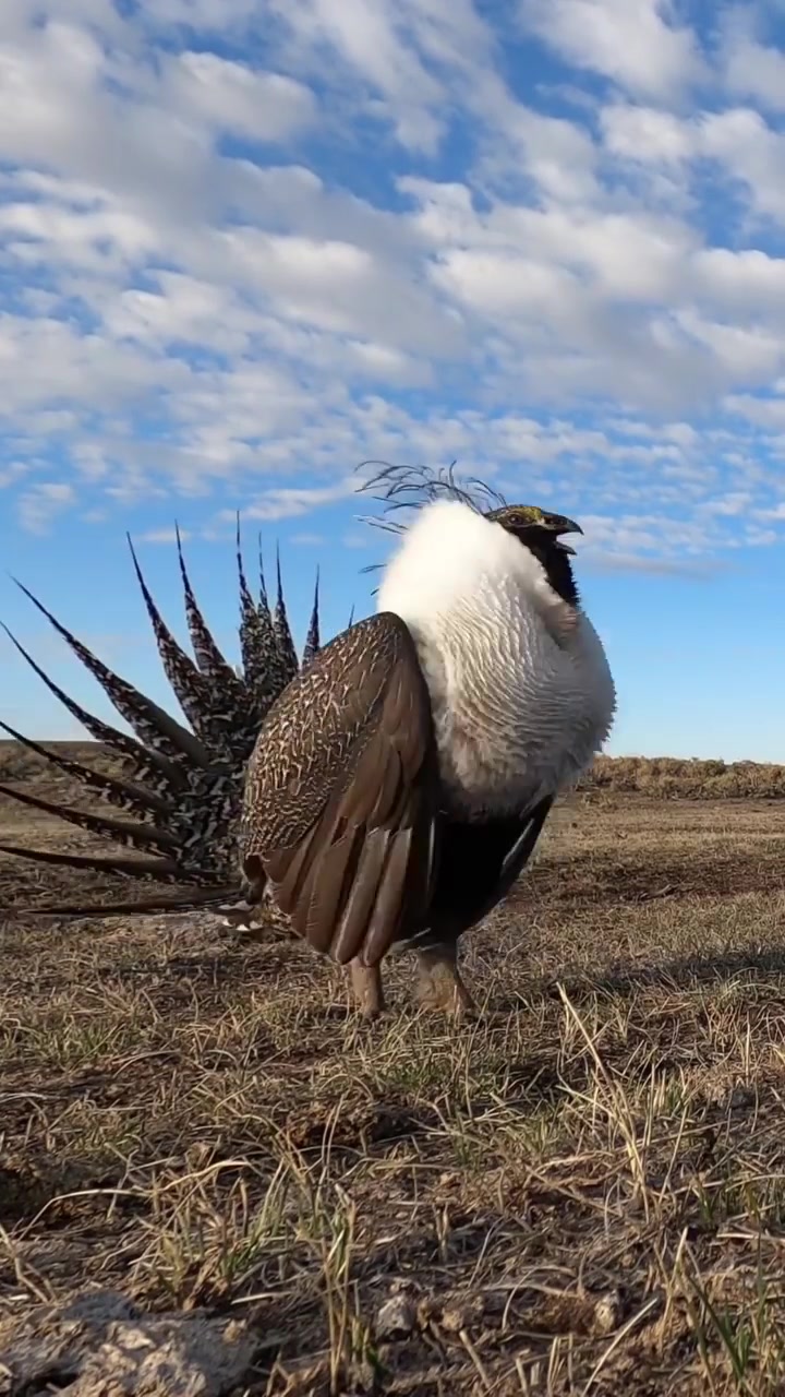 @tednewy Male Greater Sage-Grouse displaying on a lek in Utah. One of the cooles...