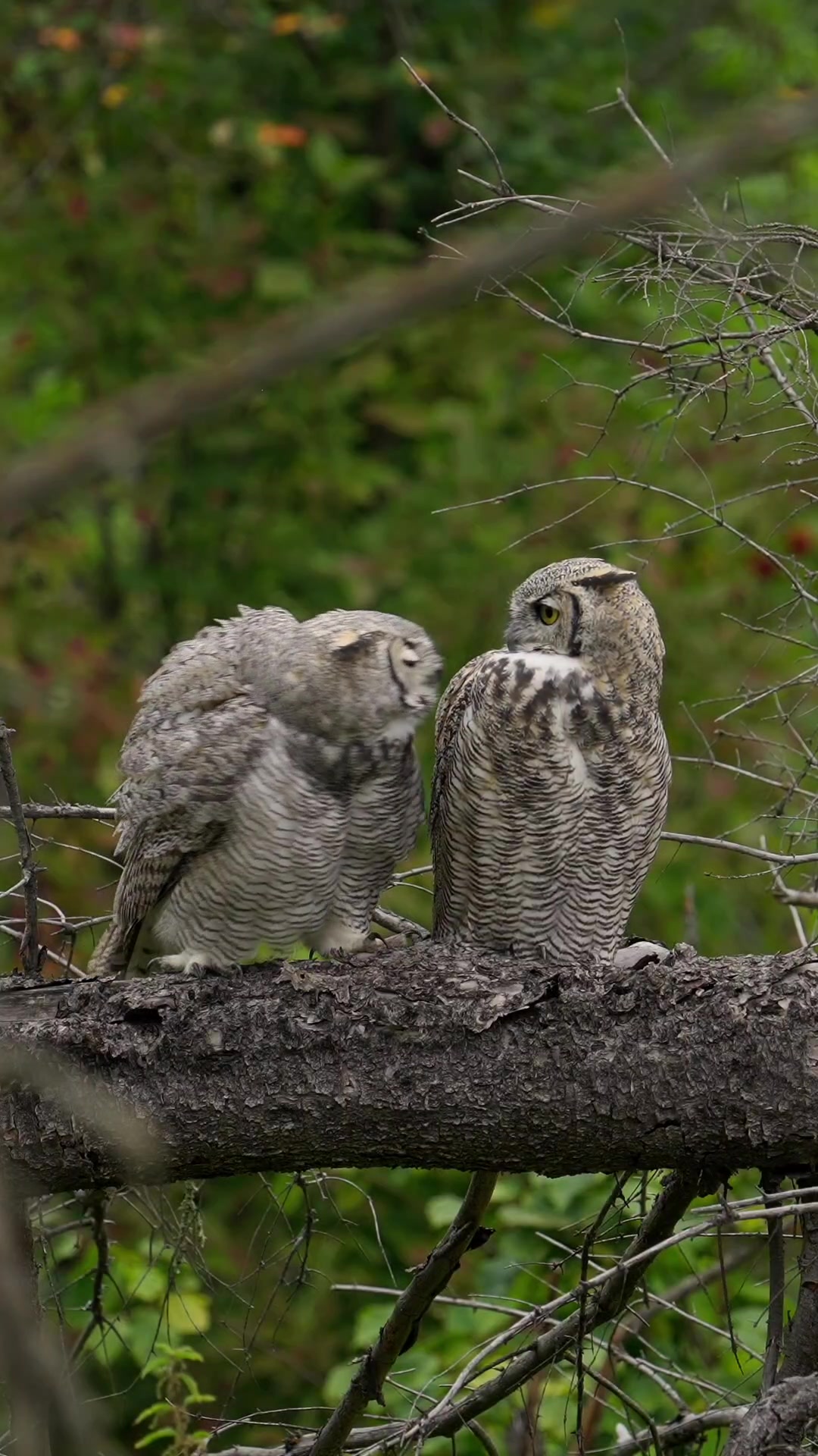 @coltonlockridge [251/365] - Juvenile Great Horned Owls playfighting and preenin...