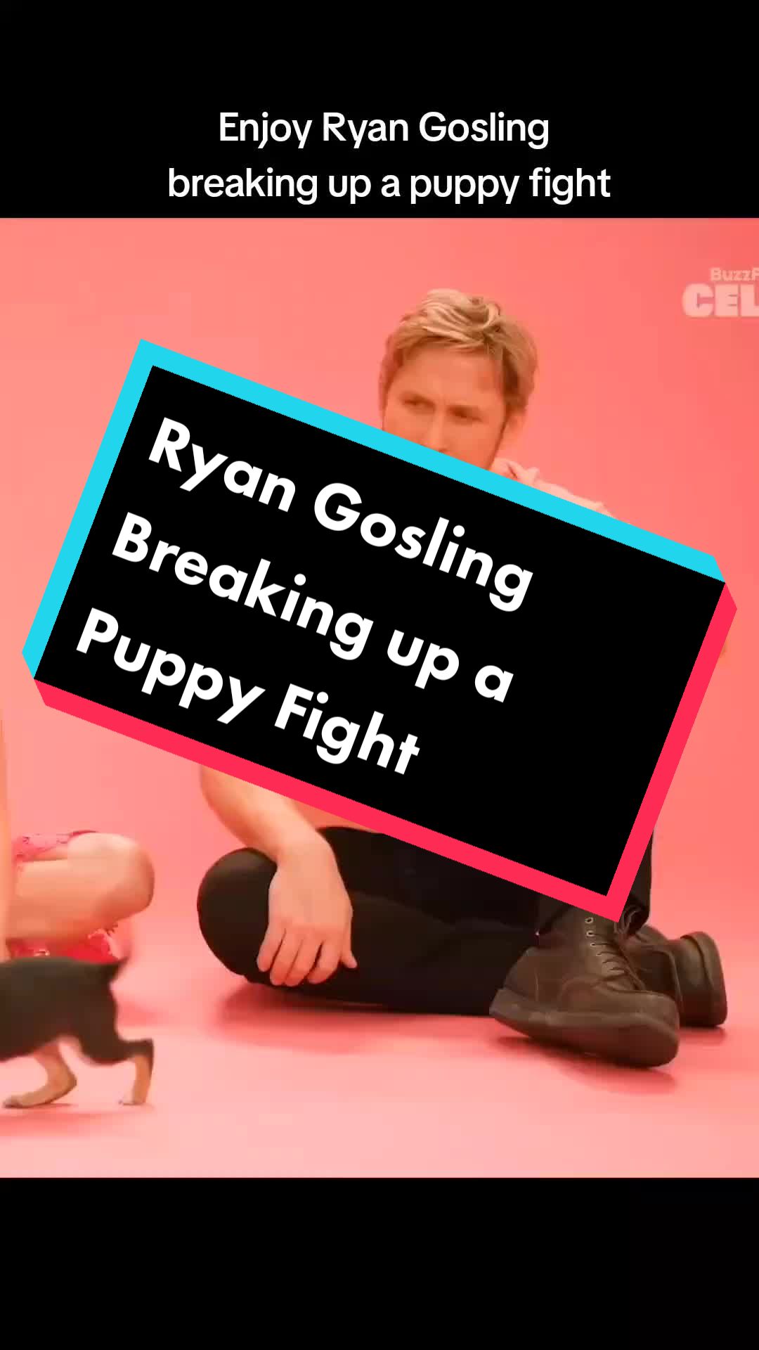 @lilkatietv Ryan Gosling breaking up a Puppy fight #ryangosling #margotrobbie #b...