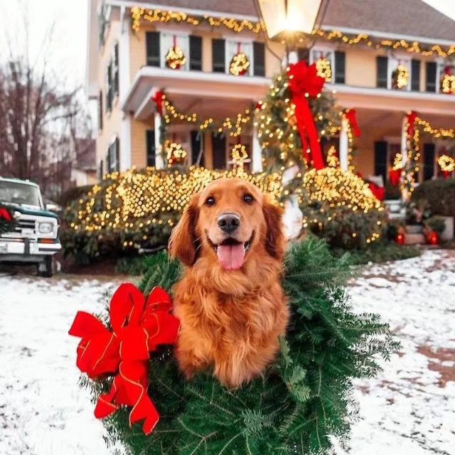 #christmasdog Instagram Tag, view posts, story, photos and videos