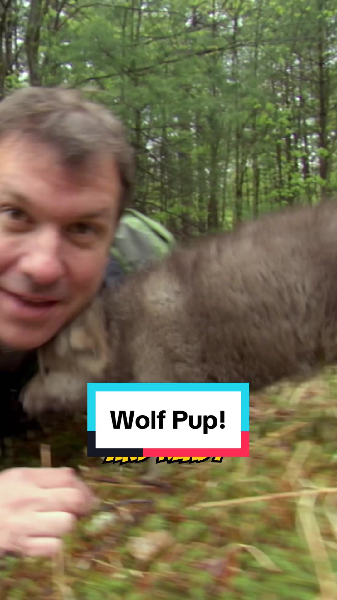 @thekrattbrothers Tesching Little Howler how to howl! #wildkratts #wolf #krattbr...