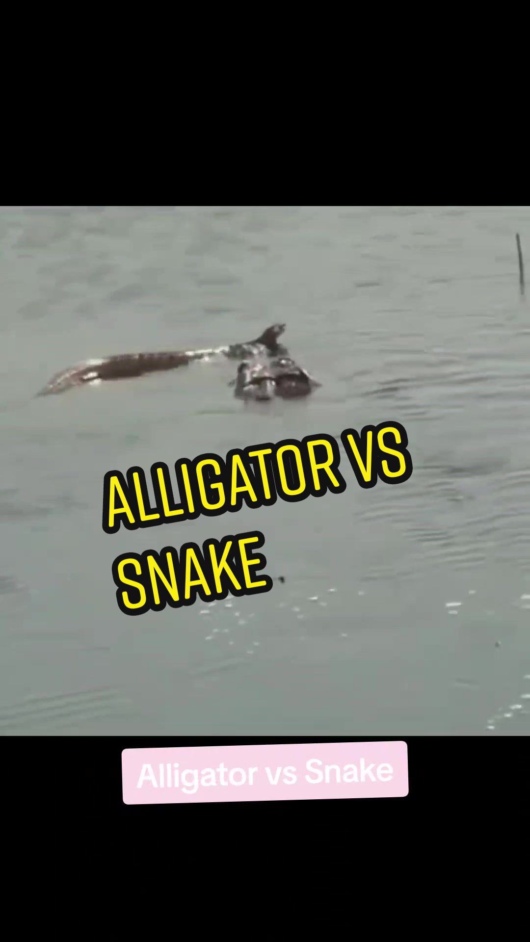 @thedailygator Amazing footage of the quick action an alligator shows when it st...