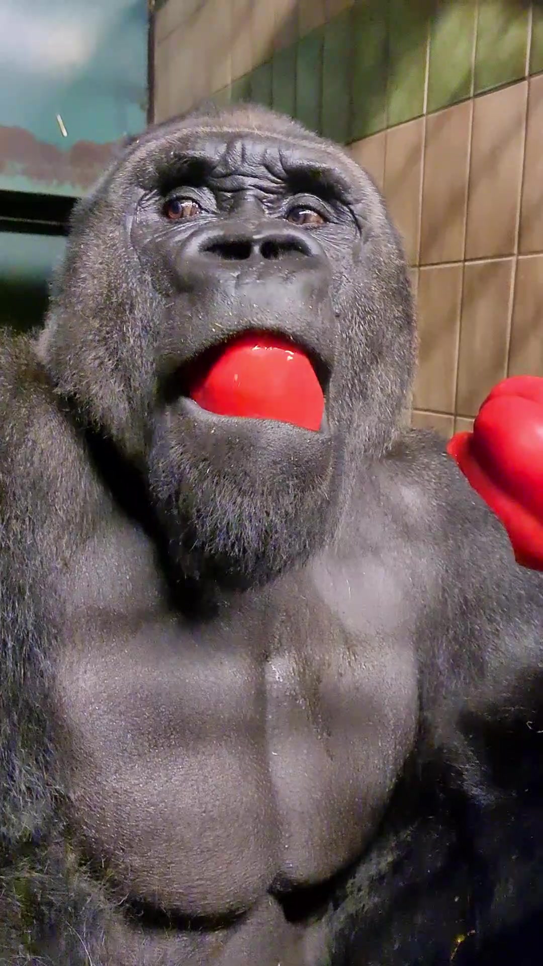 @gorillatiks Watch this silverbacks jaw muscles move on top of his head as he ch...